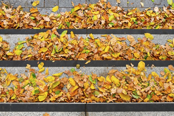 Autumn leaves on a staircase in Bergedorf, Hamburg, Germany