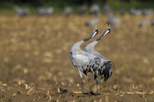 A pair of cranes perform a mating dance in a sunny field, Crane (Grus grus) wildlife, Western Pomerania Lagoon Area National Park, Zingst, Mecklenburg-Western Pomerania, Germany