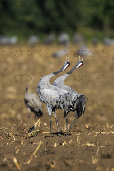 A pair of cranes standing synchronously in a dry field, crane (Grus grus) wildlife, Western Pomerania Lagoon Area National Park, Zingst, Mecklenburg-Western Pomerania, Germany