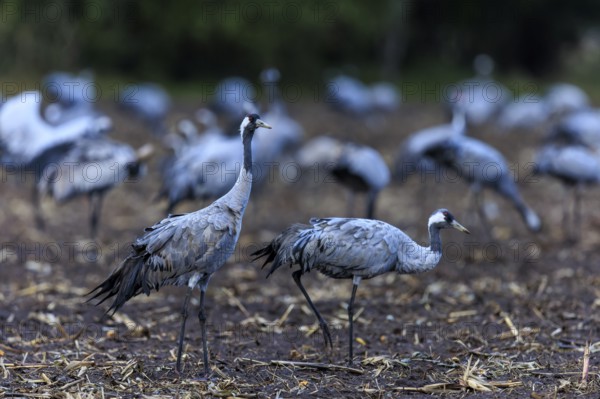 Group of cranes in a dark field, quiet atmosphere, crane (Grus grus) wildlife, Western Pomerania Lagoon Area National Park, Zingst, Mecklenburg-Western Pomerania, Germany