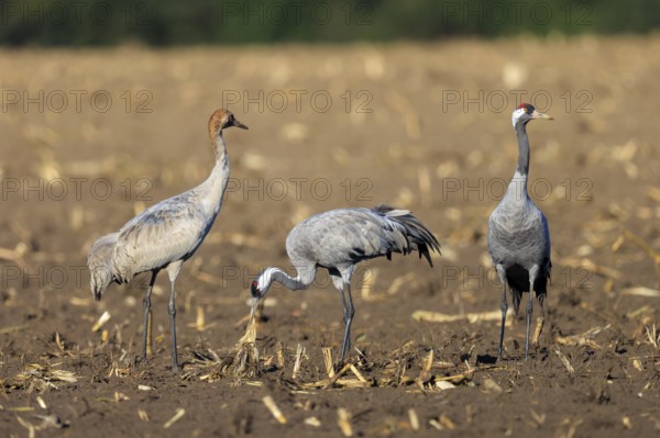 Three cranes stand on an earthy field under sunshine, Crane (Grus grus) wildlife, Western Pomerania Lagoon Area National Park, Zingst, Mecklenburg-Western Pomerania, Germany