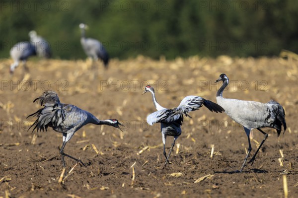 Three cranes interact playfully on a leveled field, crane (Grus grus) wildlife, Western Pomerania Lagoon Area National Park, Zingst, Mecklenburg-Western Pomerania, Germany