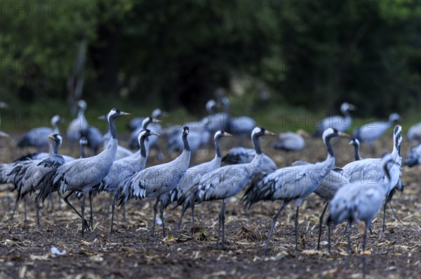 Several cranes gather in an autumnal field in front of a forest, Crane (Grus grus) wildlife, Western Pomerania Lagoon Area National Park, Zingst, Mecklenburg-Western Pomerania, Germany