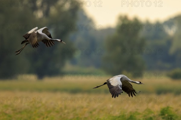 Two cranes fly over a meadow in the evening light, behind trees, crane (Grus grus) wildlife, Western Pomerania Lagoon Area National Park, Zingst, Mecklenburg-Western Pomerania, Germany