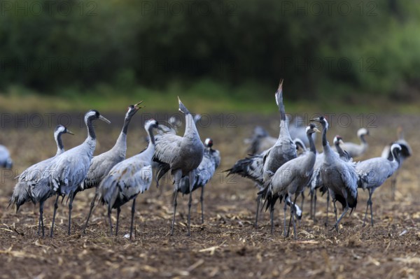 Group of cranes in a field interacting with each other, crane (Grus grus) wildlife, Western Pomerania Lagoon Area National Park, Zingst, Mecklenburg-Western Pomerania, Germany