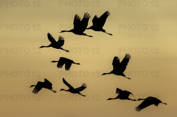 Flying cranes in silhouette against an orange sky, crane (Grus grus) wildlife, Western Pomerania Lagoon Area National Park, Zingst, Mecklenburg-Western Pomerania, Germany