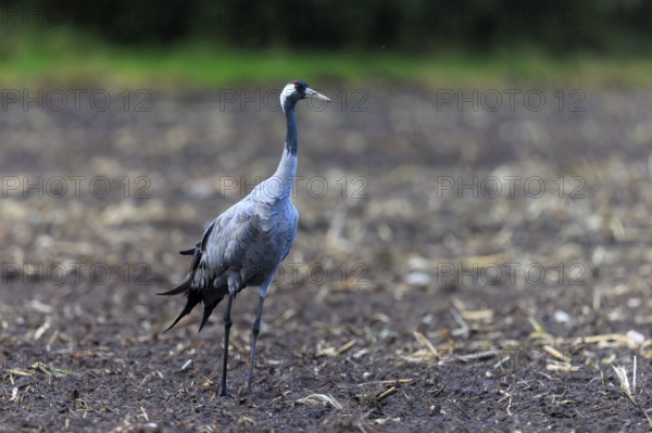 Single crane on a wide, open brown field, crane (Grus grus) wildlife, Western Pomerania Lagoon Area National Park, Zingst, Mecklenburg-Western Pomerania, Germany