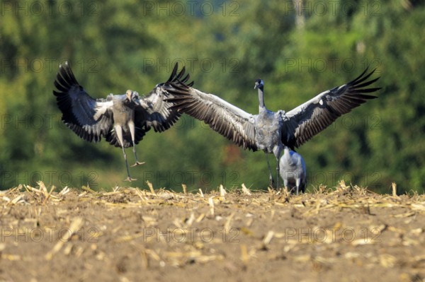 Cranes with spread wings in a field, green background, crane (Grus grus) wildlife, Western Pomerania Lagoon Area National Park, Zingst, Mecklenburg-Western Pomerania, Germany