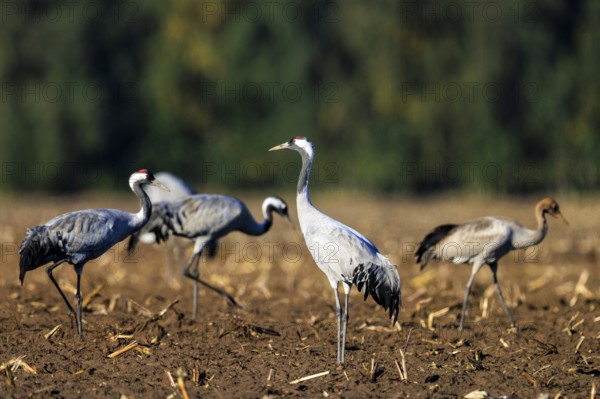 Cranes standing in the sun on a brown field with green background, Crane (Grus grus) wildlife, Western Pomerania Lagoon Area National Park, Zingst, Mecklenburg-Western Pomerania, Germany