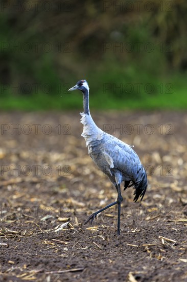 Single crane on a brown field, green background, crane (Grus grus) wildlife, Western Pomerania Lagoon Area National Park, Zingst, Mecklenburg-Western Pomerania, Germany