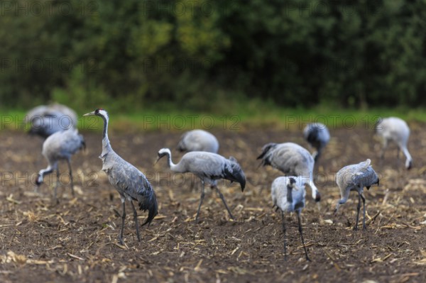 Group of cranes on a brown field against a green background, crane (Grus grus) wildlife, Western Pomerania Lagoon Area National Park, Zingst, Mecklenburg-Western Pomerania, Germany