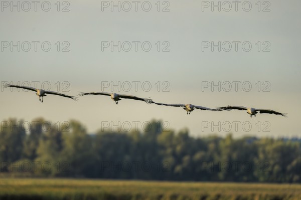 Cranes fly in formation over a treetop at dusk, crane (Grus grus) wildlife, Western Pomerania Lagoon Area National Park, Zingst, Mecklenburg-Western Pomerania, Germany