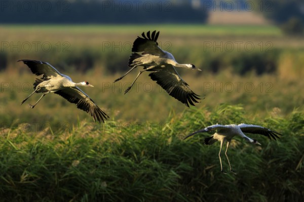 Three cranes fly elegantly over a green landscape, crane (Grus grus) wildlife, Western Pomerania Lagoon Area National Park, Zingst, Mecklenburg-Western Pomerania, Germany