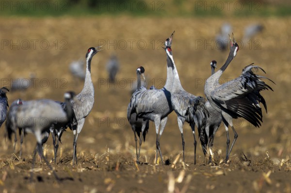 Several cranes stand and communicate in a field, crane (Grus grus) wildlife, Western Pomerania Lagoon Area National Park, Zingst, Mecklenburg-Western Pomerania, Germany