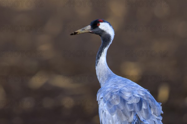 Close-up of a crane with a distinctive red head against a brown background, crane (Grus grus) wildlife, Western Pomerania Lagoon Landscape National Park, Zingst, Mecklenburg-Western Pomerania, Germany