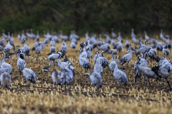 A swarm of cranes gathers in a field, Crane (Grus grus) wildlife, Western Pomerania Lagoon Area National Park, Zingst, Mecklenburg-Western Pomerania, Germany