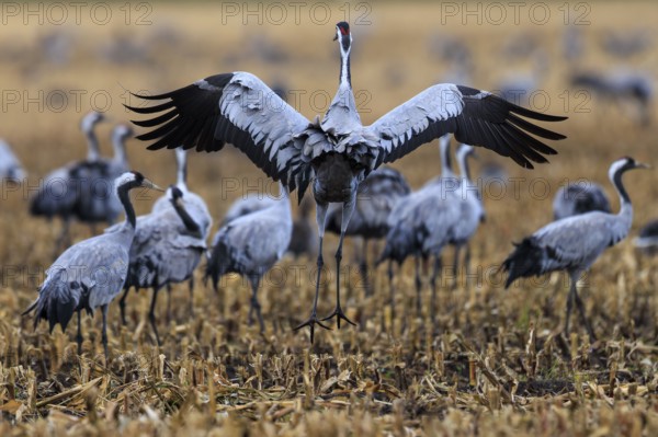 Crane returns to a field while others stand in the background, Common Crane (Grus grus) wildlife, Western Pomerania Lagoon Area National Park, Zingst, Mecklenburg-Western Pomerania, Germany