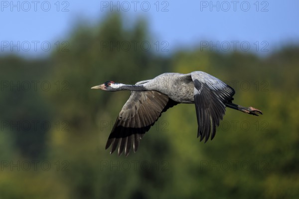 A crane flies sideways against a wooded background, crane (Grus grus) wildlife, Western Pomerania Lagoon Area National Park, Zingst, Mecklenburg-Western Pomerania, Germany