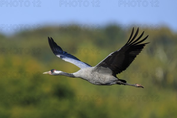 A flying crane against a blurred green background, crane (Grus grus) wildlife, Western Pomerania Lagoon Area National Park, Zingst, Mecklenburg-Western Pomerania, Germany
