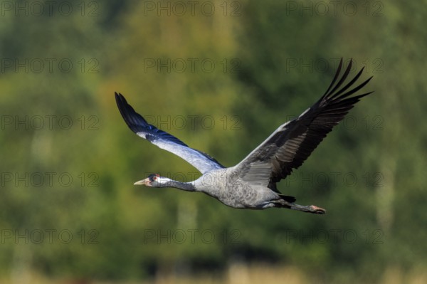 A crane flies with spread wings against a tree-rich background, crane (Grus grus) wildlife, Western Pomerania Lagoon Area National Park, Zingst, Mecklenburg-Western Pomerania, Germany