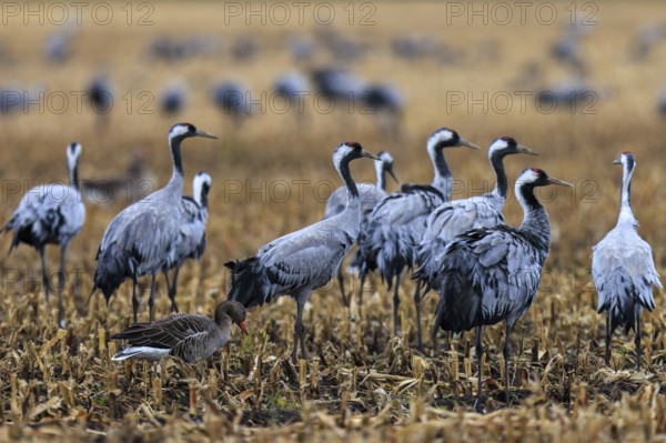 Group of cranes and a goose in a harvested field, crane (Grus grus) wildlife, Western Pomerania Lagoon Area National Park, Zingst, Mecklenburg-Western Pomerania, Germany