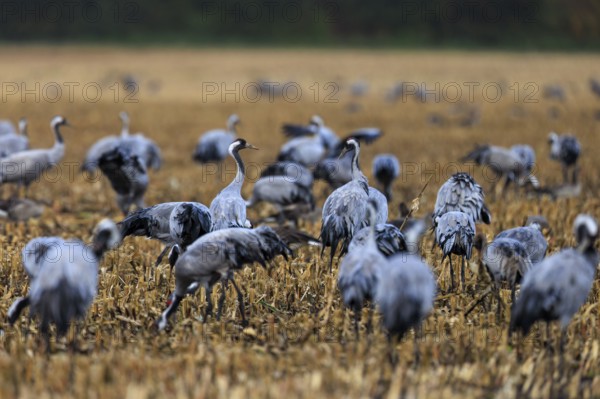 Dense group of cranes on a stubble field, standing close together, crane (Grus grus) wildlife, Western Pomerania Lagoon Area National Park, Zingst, Mecklenburg-Western Pomerania, Germany