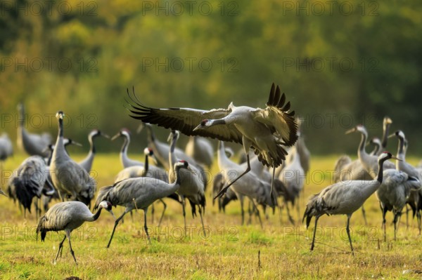 A crane takes off majestically within a group under autumn trees, Crane (Grus grus) wildlife, Western Pomerania Lagoon Area National Park, Zingst, Mecklenburg-Western Pomerania, Germany