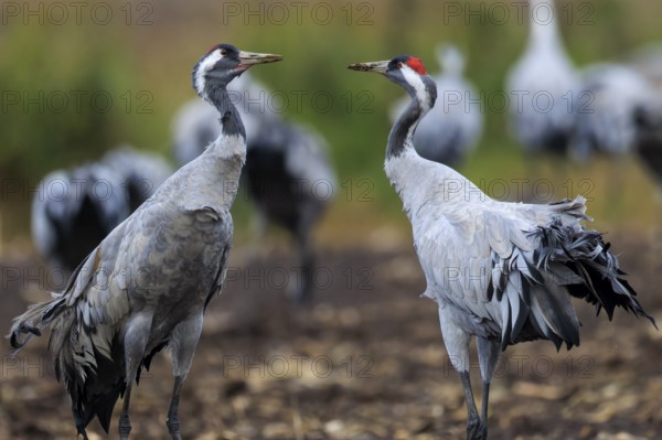 Two cranes stand in a meadow surrounded by other blurred cranes in the background, crane (Grus grus) wildlife, Western Pomerania Lagoon Area National Park, Zingst, Mecklenburg-Western Pomerania, Germany