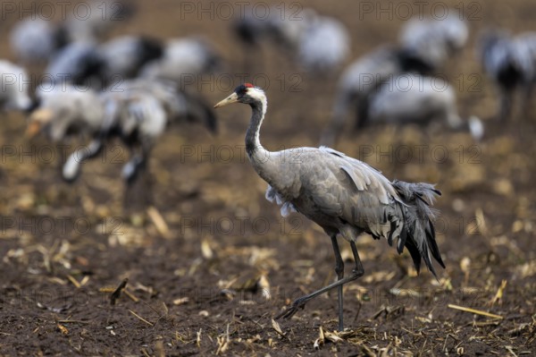 A single crane walks across autumnal brown soil, crane (Grus grus) wildlife, Western Pomerania Lagoon Area National Park, Zingst, Mecklenburg-Western Pomerania, Germany