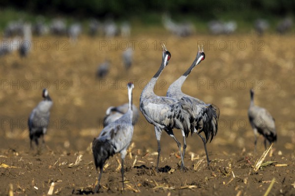 Several cranes interacting in an open field, Crane (Grus grus) wildlife, Western Pomerania Lagoon Area National Park, Zingst, Mecklenburg-Western Pomerania, Germany