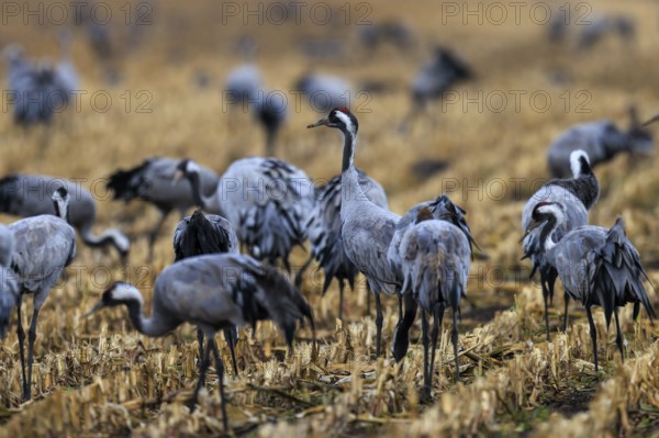 Several cranes stand in a harvested field, some interacting with each other, crane (Grus grus) wildlife, Western Pomerania Lagoon Area National Park, Zingst, Mecklenburg-Western Pomerania, Germany