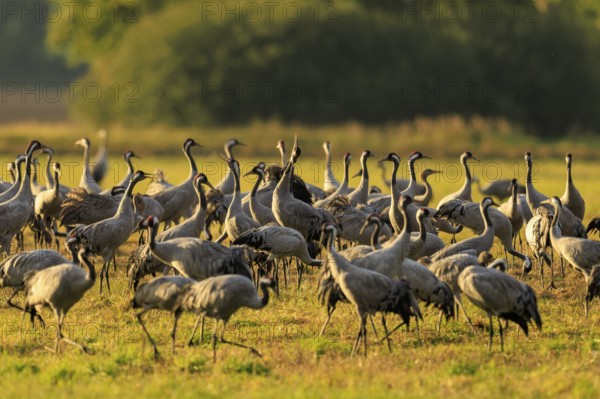 Large group of cranes gathered in a meadow illuminated by warm sunlight, crane (Grus grus) wildlife, Western Pomerania Lagoon Area National Park, Zingst, Mecklenburg-Western Pomerania, Germany