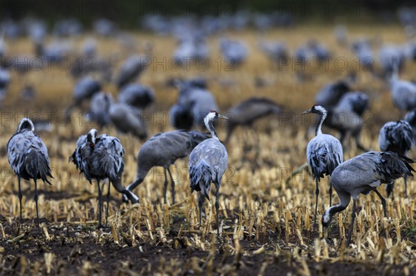 A variety of cranes stand on a stubble field at dusk, crane (Grus grus) wildlife, Western Pomerania Lagoon Area National Park, Zingst, Mecklenburg-Western Pomerania, Germany
