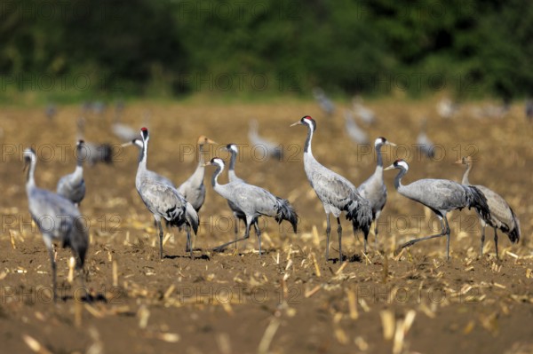 A group of cranes stands on a harvested field with green background, crane (Grus grus) wildlife, Western Pomerania Lagoon Area National Park, Zingst, Mecklenburg-Western Pomerania, Germany