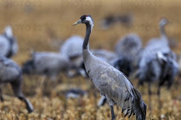 Single crane standing in a field surrounded by blurred cranes in the background, crane (Grus grus) wildlife, Western Pomerania Lagoon Area National Park, Zingst, Mecklenburg-Western Pomerania, Germany