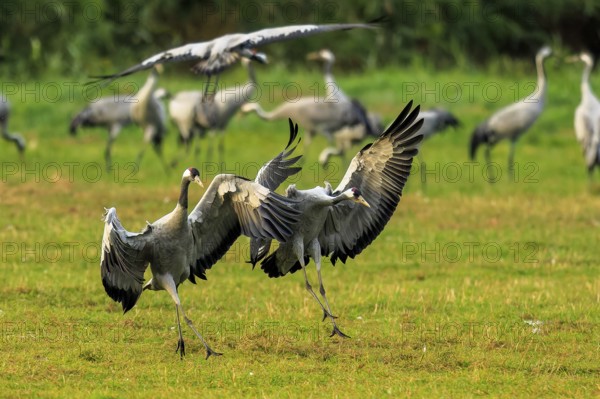 Two cranes dynamically swing their wings on a green field, Crane (Grus grus) wildlife, Western Pomerania Lagoon Area National Park, Zingst, Mecklenburg-Western Pomerania, Germany
