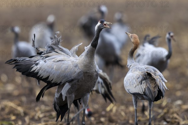Two cranes face each other and communicate in a field, Crane (Grus grus) wildlife, Western Pomerania Lagoon Area National Park, Zingst, Mecklenburg-Western Pomerania, Germany