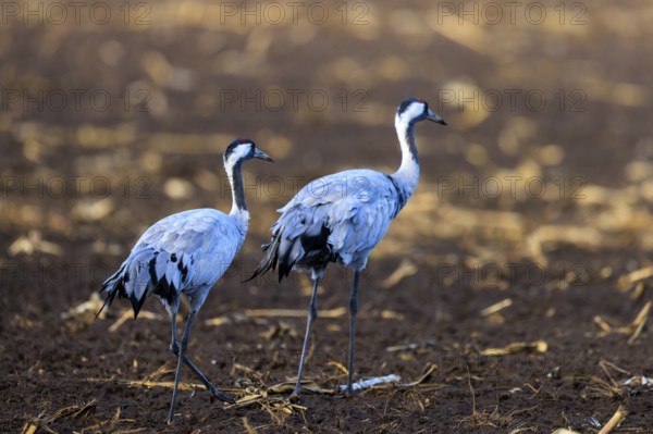 Two cranes walk side by side across earthy soil, crane (Grus grus) wildlife, Western Pomerania Lagoon Area National Park, Zingst, Mecklenburg-Western Pomerania, Germany
