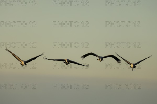 Four cranes fly in a formation through a clear sky, Crane (Grus grus) wildlife, Western Pomerania Lagoon Area National Park, Zingst, Mecklenburg-Western Pomerania, Germany