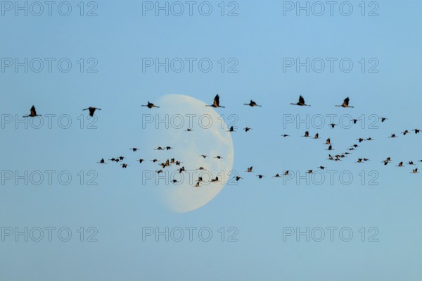 A flock of birds flies elegantly in front of the moon in the morning, Crane (Grus grus) wildlife, Western Pomerania Lagoon Area National Park, Zingst, Mecklenburg-Western Pomerania, Germany
