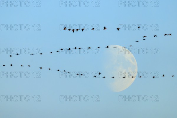 Bird migration in the morning sky with the moon in the background, crane (Grus grus) wildlife, Western Pomerania Lagoon Area National Park, Zingst, Mecklenburg-Western Pomerania, Germany