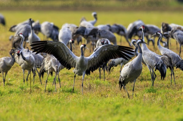 Crane spreading wings surrounded by other cranes in a meadow, Crane (Grus grus) wildlife, Western Pomerania Lagoon Area National Park, Zingst, Mecklenburg-Western Pomerania, Germany