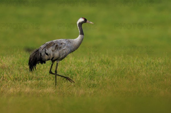 A crane stands in a green field and looks around attentively, crane (Grus grus) wildlife, Western Pomerania Lagoon Area National Park, Zingst, Mecklenburg-Western Pomerania, Germany