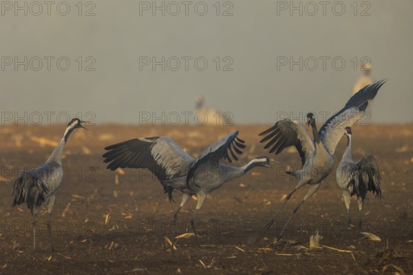 Group of cranes moving at foggy dawn, crane (Grus grus) wildlife, Western Pomerania Lagoon Area National Park, Zingst, Mecklenburg-Western Pomerania, Germany