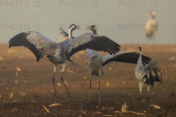Cranes dance in a foggy field, Crane (Grus grus) wildlife, Western Pomerania Lagoon Area National Park, Zingst, Mecklenburg-Western Pomerania, Germany