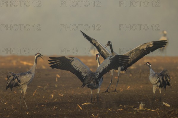 Cranes in a group flap their wings in a field, crane (Grus grus) wildlife, Western Pomerania Lagoon Area National Park, Zingst, Mecklenburg-Western Pomerania, Germany