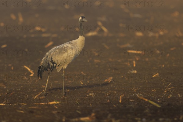 A single crane stands in fog on a brown field, crane (Grus grus) wildlife, Western Pomerania Lagoon Area National Park, Zingst, Mecklenburg-Western Pomerania, Germany