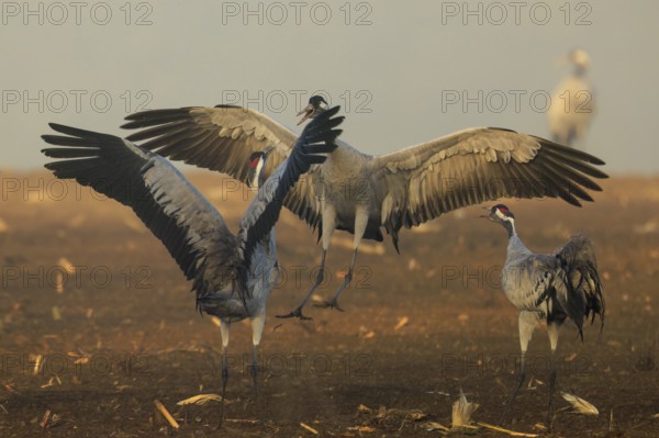 Active cranes with spread wings in the light of dawn, crane (Grus grus) wildlife, Western Pomerania Lagoon Area National Park, Zingst, Mecklenburg-Western Pomerania, Germany