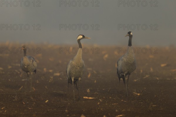 Three cranes in a field in foggy morning light, Crane (Grus grus) wildlife, Western Pomerania Lagoon Area National Park, Zingst, Mecklenburg-Western Pomerania, Germany