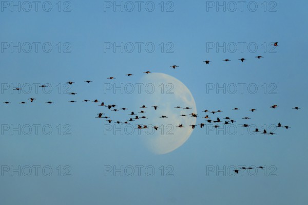 A large group of birds flying in front of a crescent in the blue sky, Crane (Grus grus) wildlife, Western Pomerania Lagoon Area National Park, Zingst, Mecklenburg-Western Pomerania, Germany